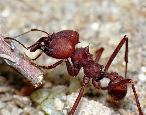 fêmea da formiga saúva